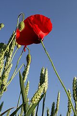 фото "red flower"