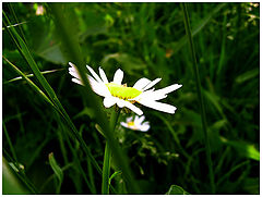 photo "Loves-not loves..."