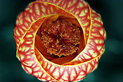photo "Diafragma"
