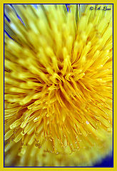 photo "Sunflower"