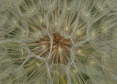 photo "***"