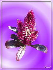 photo "Exotica #3"