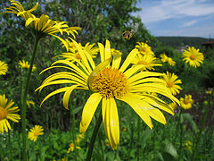 photo "summer"