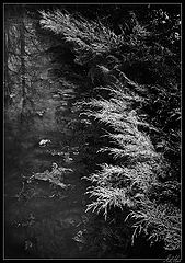 photo "***"