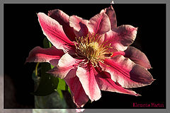 фото "Clematis again..."