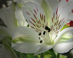 photo "***"