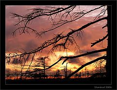 photo "Вечернее настроение"