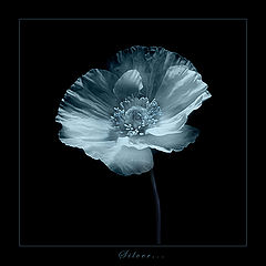 фото "Silver..."