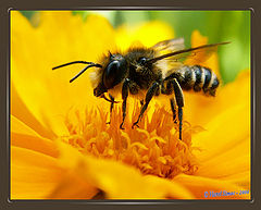 photo "bee"