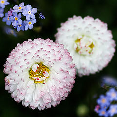 photo "Bellis - Myosotis"