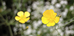 photo "buttercup early in the morning"