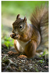 photo "Breakfast for Champions III"