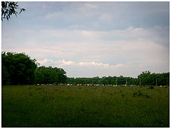 photo "cows"