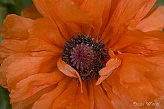 photo "***"