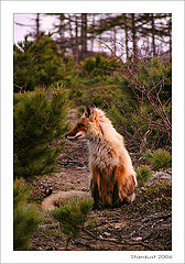 photo "Рыжая"
