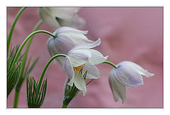 photo "***"