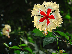 photo "Flower from Nice garden"