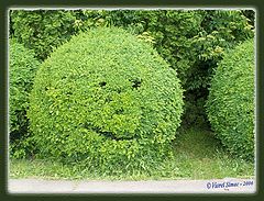 photo "green smile"