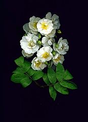 photo "" Rambling Rector ""