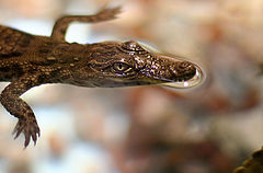 photo "Crocodile baby"