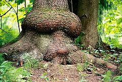 photo "The Spirit of the Tree"