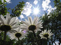 photo "5 daisies?"