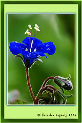 photo "***"