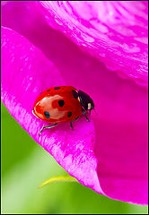 photo "***"