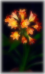 photo "***"