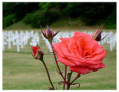 photo "Roses & Tears"