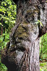photo "The Spirit of the Tree 2"