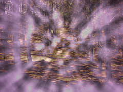 photo "Chase"