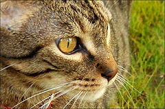 photo "Babalu's Look"