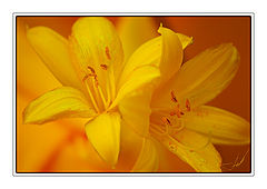 photo "***"