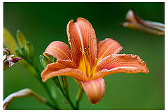 photo "Beauty"