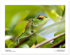 photo "Do I look Beautiful ?"