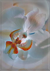 photo "***"