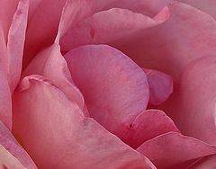 photo "To the woman of my life"