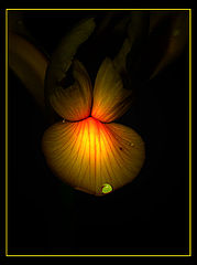 photo "***"