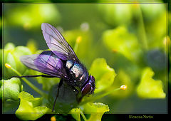 фото "Chatoyant fly"