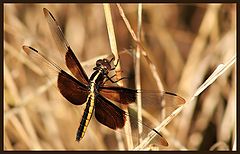 фото "Soaking up the Moring Sun"
