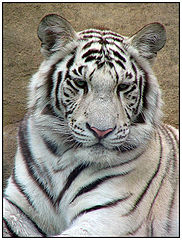 фото "Белый тигр"