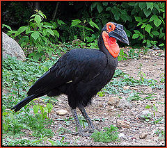 photo "Ground hornbill"