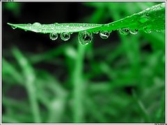 photo "Dewdrops on the Blade"