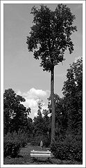 photo "High tree"