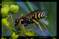 фото "Wasp"