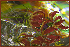 photo "Elegy"