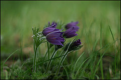 photo "***"