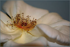 photo "opened up"