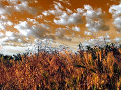 album "nature"